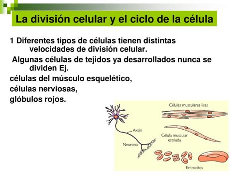 PPT Reproducción Celular Continuidad de la vida PowerPoint