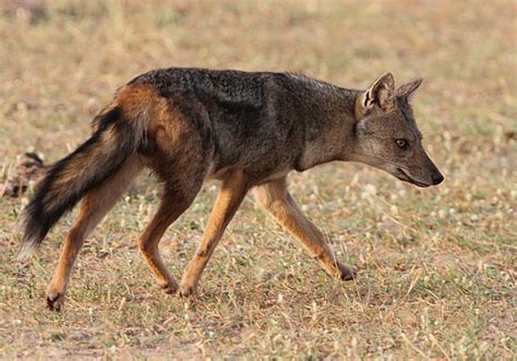 Hunting Jackal Namibia | Jackal Hunting Trips in Namibia