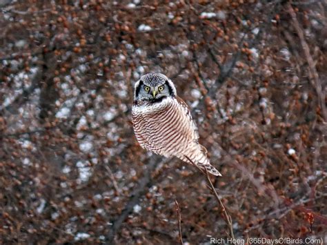 Northern Hawk Owl on the Hunt | 365 Days of Birds