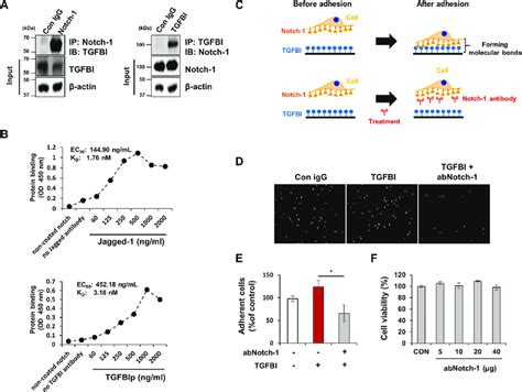 Tgfbi Physiologically Interacts With Notch A Ip Analysis Of The