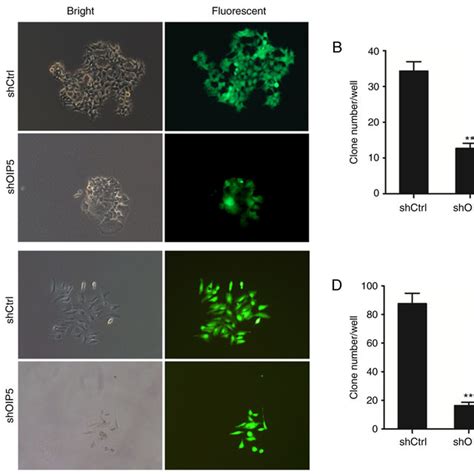 The Effect Of Oip5 Knockdown On The Cell Cycle Of Huh7 And Hepg2 Cells