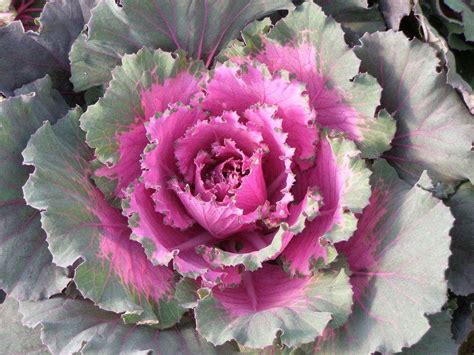 Parks Brothers Fall Ornamental Cabbage | Parks Brothers Greenhouses