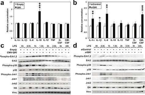 Qki Impairs Mapk Activation And Interleukin Production A D Raw