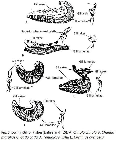 Feeding Adaptation Of Fishes Biology Educare