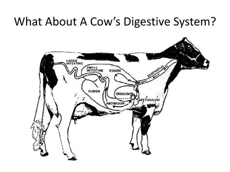 Digestive System Of Cow Ppt - All About Cow Photos