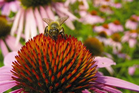 Attracting Bees To Your Garden 15 Acre Homestead