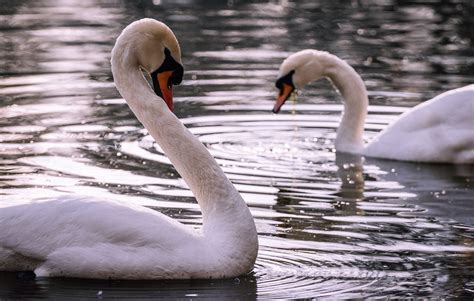 Swans Birds Lake White - Free photo on Pixabay - Pixabay