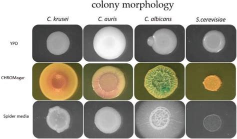 Emerging Pathogens of the Candida Species | IntechOpen