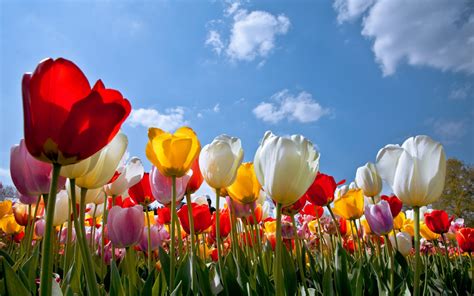 Hintergrundbilder 1920x1200 Px Wolken Blumen Tulpen 1920x1200