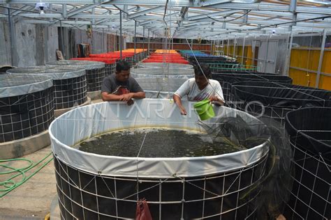 Budidaya Ikan Lele Sistem Bioflok Antara Foto