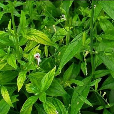 Jual Bibit Tanaman Daun Sambiloto Andrographis Paniculata Herbal Murah