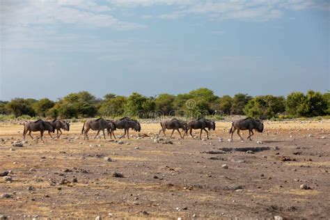 Gnu Azul Do Gnu Safari Dos Animais Selvagens De Namíbia África Foto de