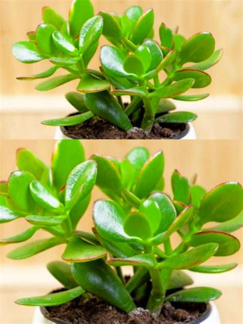 Ghid complex de îngijire al plantei Crassula ovata Copacul banilor