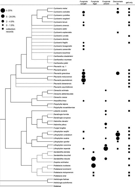 Cladogram of the Fungiidae (based on Gittenberger et al. 2011; Benzoni... | Download Scientific ...