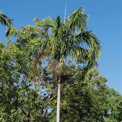 How To Grow The Carpentaria Palm Tree Carpentaria Acuminata