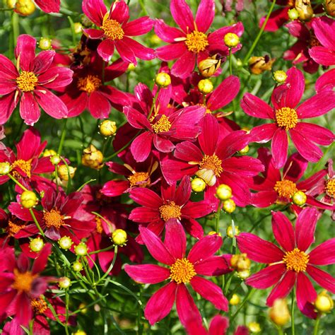 Coreopsis 'Red Satin' | Coreopsis grandiflora – Gardeners Dream