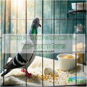 Ringneck Dove Care Behavior Diet Housing And Health Tips For Owners