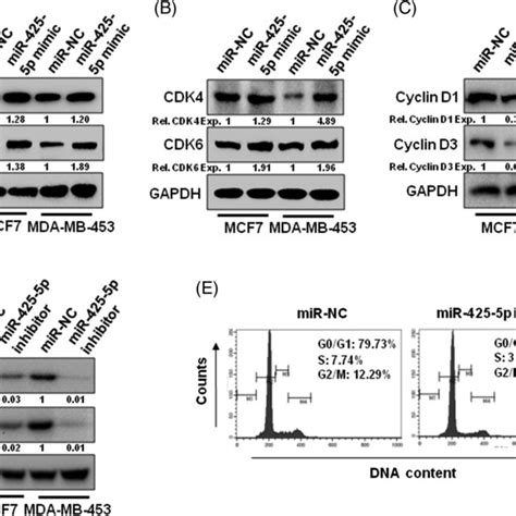 A Proposed Model For Mir‐425‐5p In Breast Cancer Cells In Breast Download Scientific Diagram