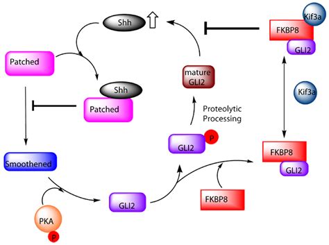 Fkbp Fk Binding Protein Kda