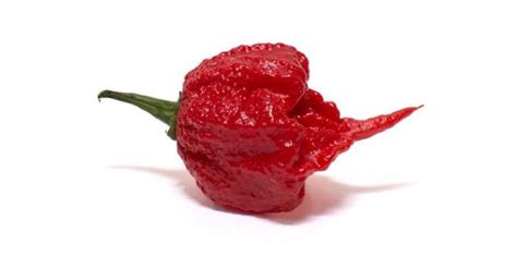 10 Hottest Peppers In The World According To Scientists Page 2 Hottesty