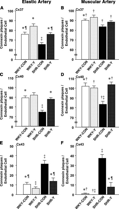 Bar Graph Showing The Expression Of Cx37 40 And 43 Per Endothelial