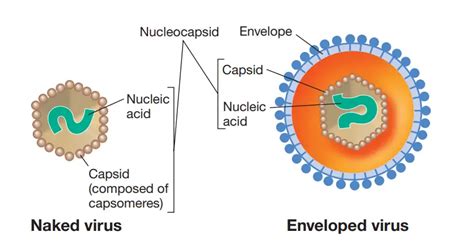 Virus Properties Diseases And Lab Diagnosis Microbe Online