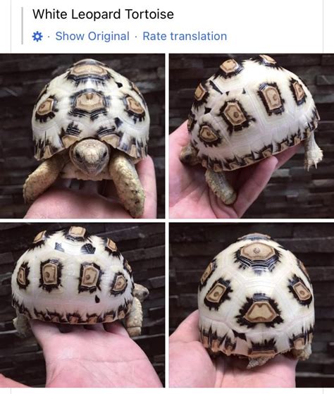 How To Trim Your Tortoise S Beak And Nails Artofit