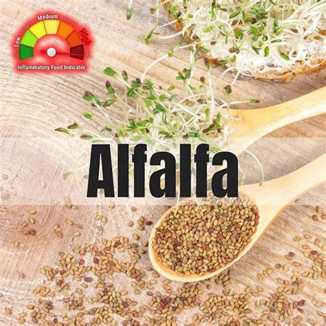 Alfalfa Sprouts Come From A Germinated Alfalfa Seed Although Adult Alfalfa Plants Are Too