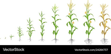 Growth Stages Of Maize Plant Corn Phases Vector Image