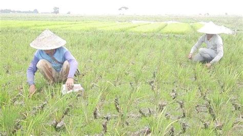 Dilanda Kekeringan Petani Kabupaten Bekasi Diimbau Menanam Jenis