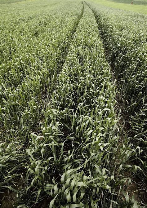 Green Wheat Tranquil Scene Sk Horizon Photo Background And Picture For