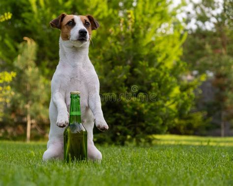 Dog Holding a Bottle of Beer Outdoors. Stock Image - Image of activity ...