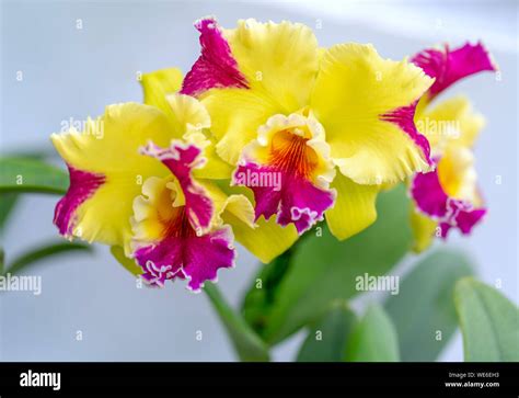 Cattleya Labiata Flowers Bloom In Spring Adorn The Beauty Of Nature