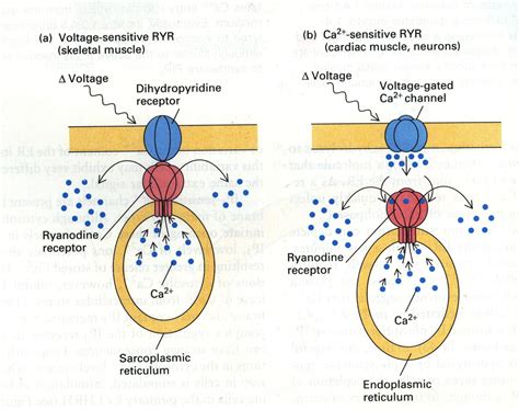 In Cardiac Muscle The Dihydropyridine Dhp Receptor Is The Outlet