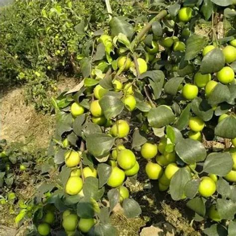 Well Watered Thai Green Apple Ber Plant For Outdoor At Rs 50 Piece In