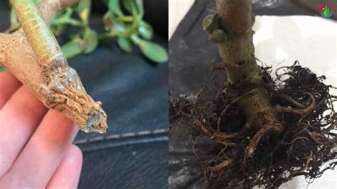 Jade Plant Root Rot Signs Causes And Step By Step Treatment Garden