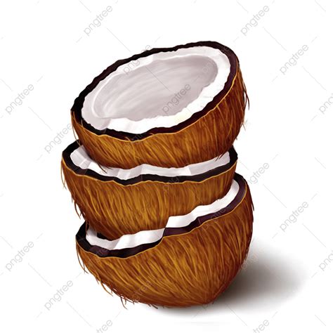 Coconut Palm Tree Clipart Hd Png Tropical Coconut Palm Watercolor