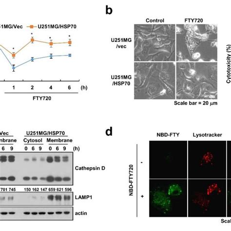 Ectopic Expression Of Hsp Inhibits Fty Induced Lmp Ac