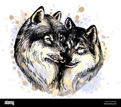 Portrait Of Wolves From A Splash Of Watercolor Hand Drawn Sketch Stock