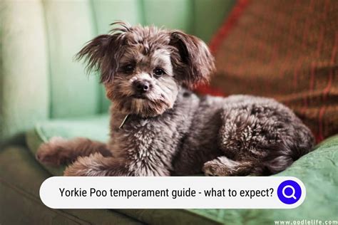 Yorkie Poo Temperament Guide (What To Expect?) - Oodle Life