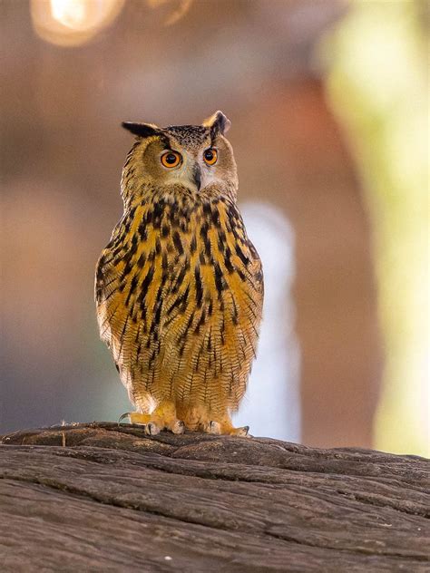 David Lei On Twitter Flaco The Escaped Eurasian Eagle Owl Standing