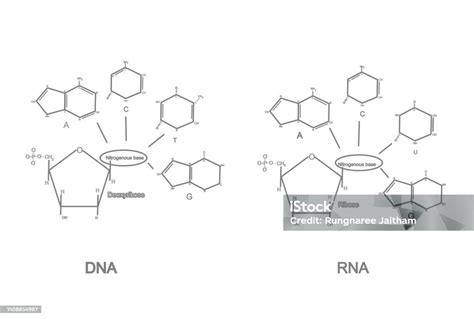 La Struttura Chimica Del Desossiribonucleotide Immagini Vettoriali Stock E Altre Immagini Di