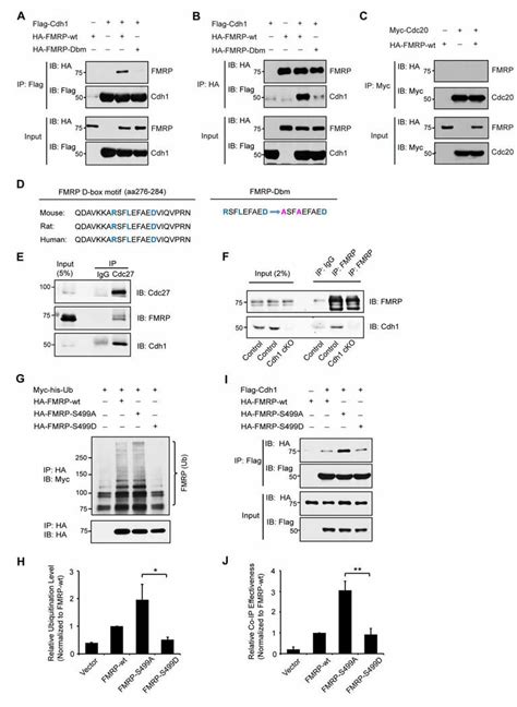 Cdh Apc Interacts With Fmrp A Lysates Of T Cells Expressing