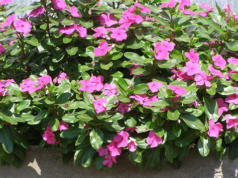 More Information On Cora Vinca Parks Wholesale Plants