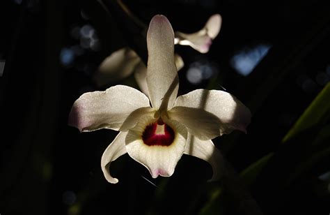 David S Orchid Species Dendrobium Nobile Lindley