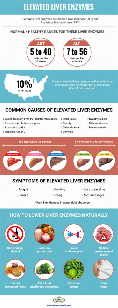 Understanding Elevated Liver Enzymes Causes Symptoms And Treatment E Phlebotomy Training