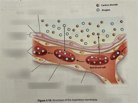 Structure Of Respiratory Membrane Diagram Quizlet