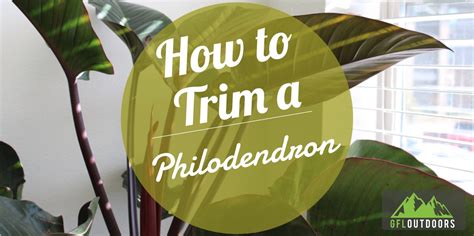 How To Trim A Philodendron Plant Step By Step Gfl Outdoors