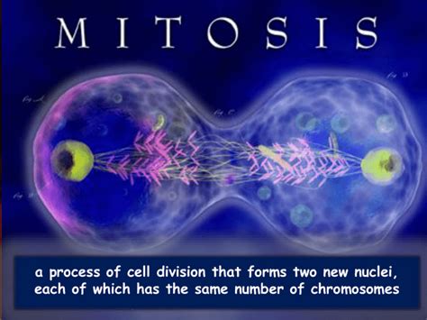 Mitosis Meiosis Cell Powerpoint Ppt Presentations Mitosis Meiosis Sexiz Pix