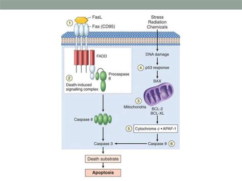 Apoptosis Ppt